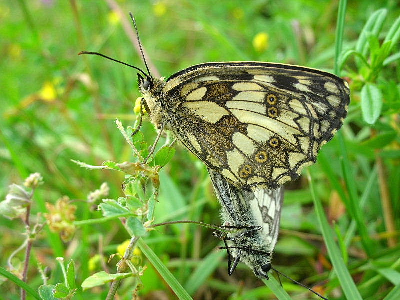 Melanargia galathea